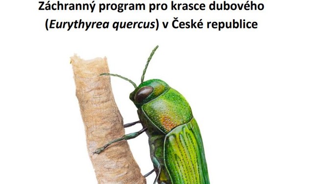 Peije v R kriticky ohroen krasec dubov? MP spout zchranu